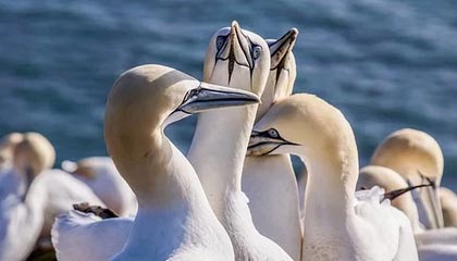 爱游戏内容中心-贝林厄姆加盟皇马，表现抢眼，贝林厄姆技术